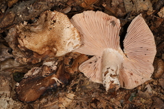 Russula eccentrica