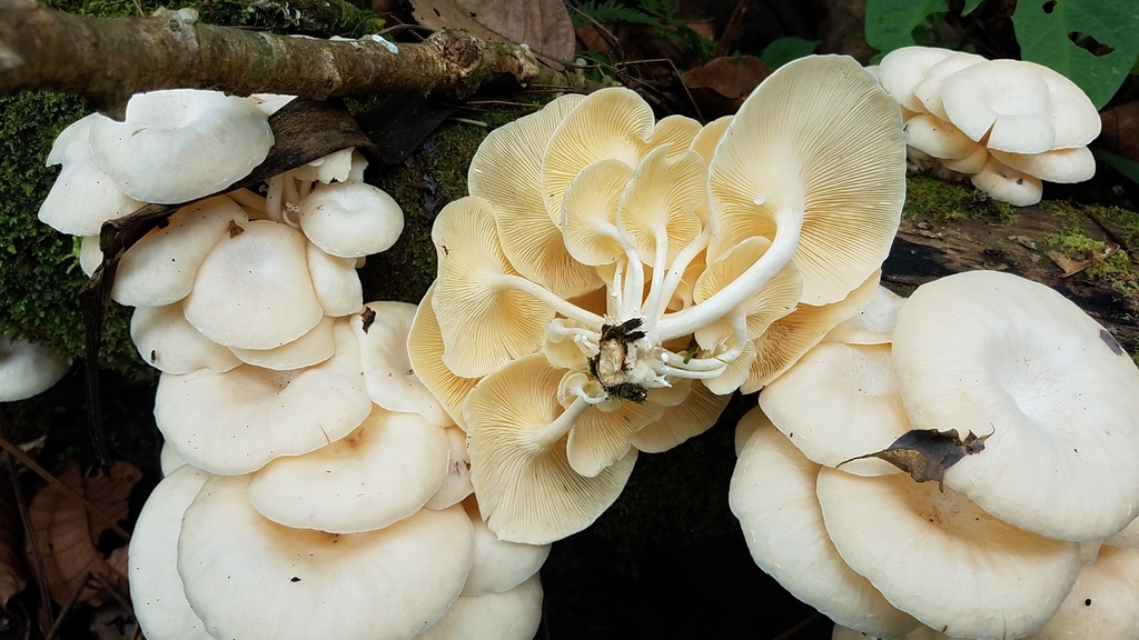 Lentinus concavus · February 2020 · photo: © alan_rockefeller (iNaturalist, cc-by-sa)