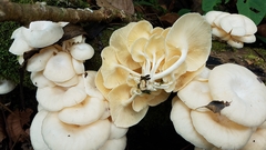 Lentinus concavus