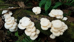 Lentinus concavus