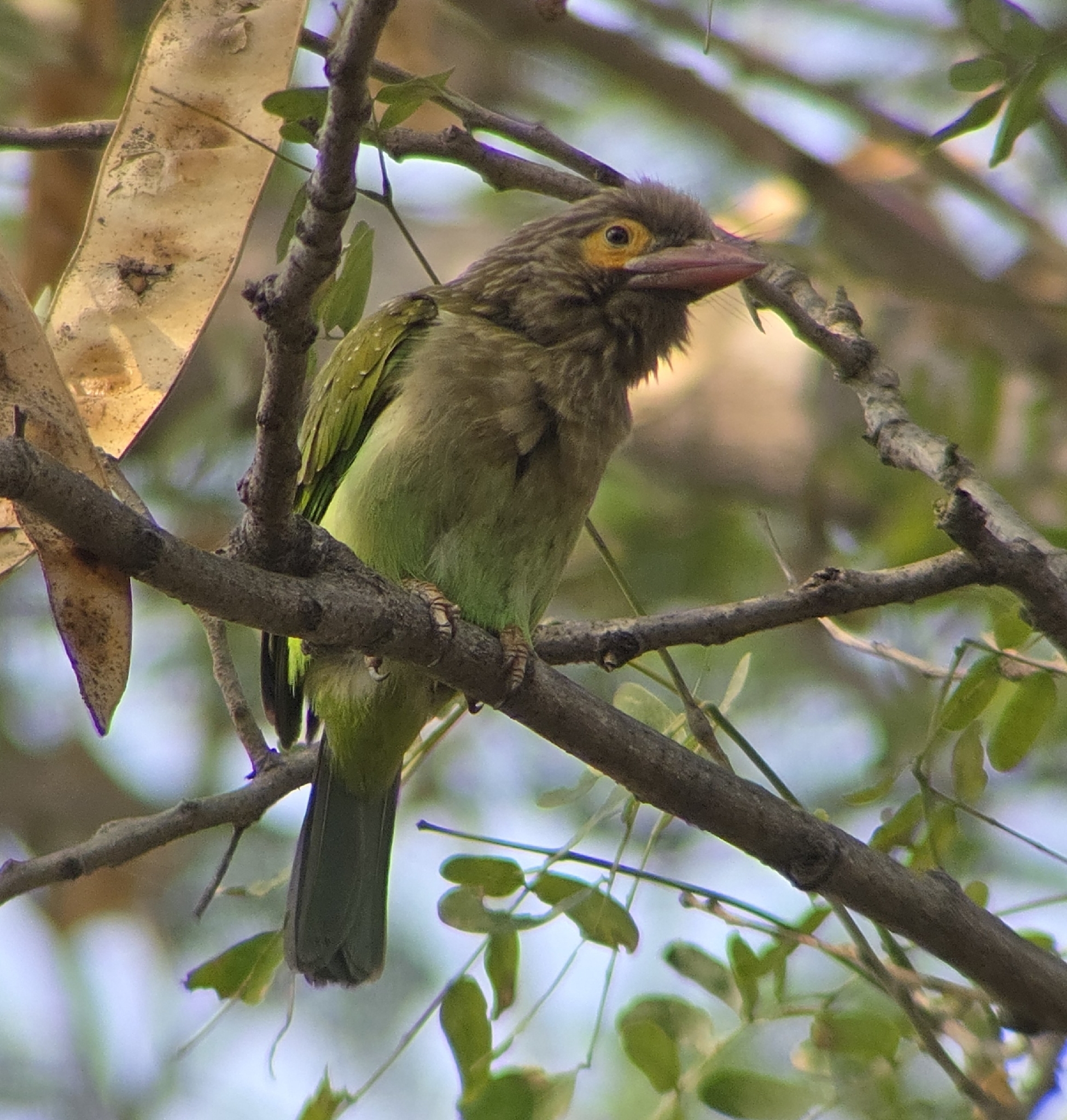 Brown-headed Barbet (Psilopogon zeylanicus), photo 7