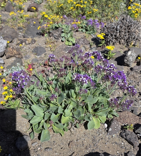 Downy sea lavender (Limonium puberulum)