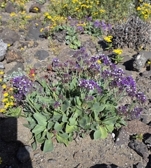 Limonium puberulum
