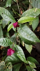 Palicourea ostreophora