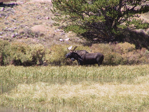 Moose