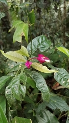 Palicourea ostreophora