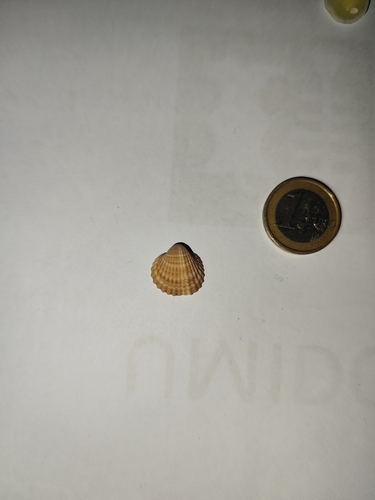 Acanthocardia tuberculata