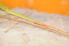 Pseudosermyle tridens