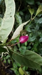 Palicourea ostreophora