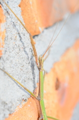 Pseudosermyle tridens