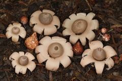 Geastrum morganii