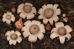 Geastrum morganii