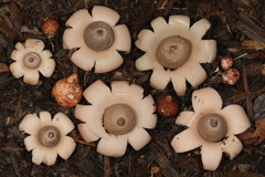 Geastrum morganii