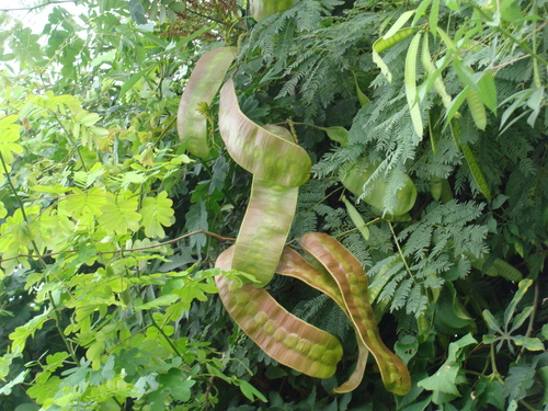 callingcard vine (Entada polystachia)