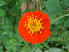 Tournesol mexicain (Tithonia rotundifolia) — photo 3