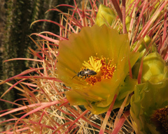 Dufourea echinocacti