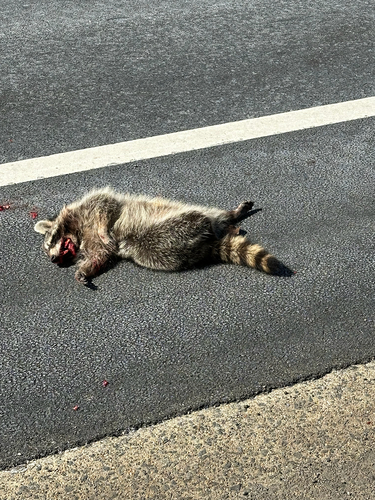 Raccoon