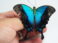 Papilio pericles