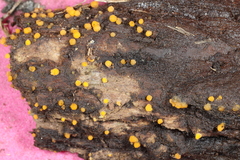 Sphaerosporium lignatile