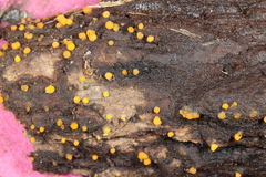 Sphaerosporium lignatile