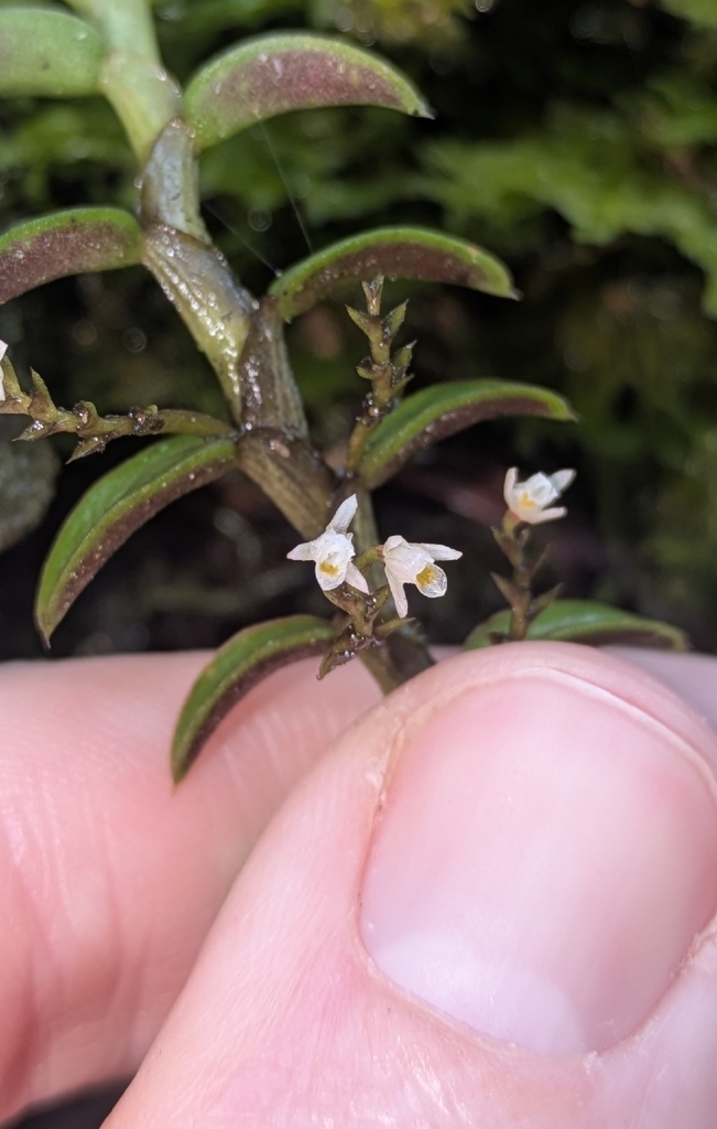 Fernandezia breviconnata