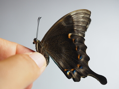 Papilio pericles