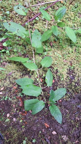 Senecio otites, 2026-02-22