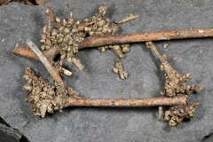 Podosphaera phytoptophila