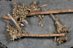 Podosphaera phytoptophila