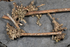 Podosphaera phytoptophila