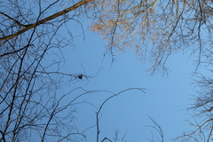 Podosphaera phytoptophila