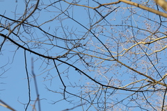 Podosphaera phytoptophila