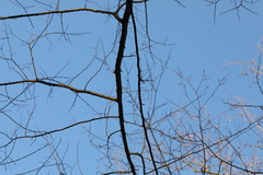 Podosphaera phytoptophila