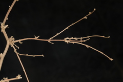 Podosphaera phytoptophila