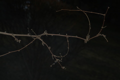 Podosphaera phytoptophila