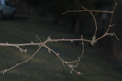 Podosphaera phytoptophila