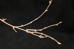 Podosphaera phytoptophila