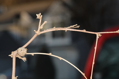 Podosphaera phytoptophila