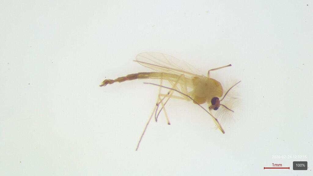 Dicrotendipes modestus