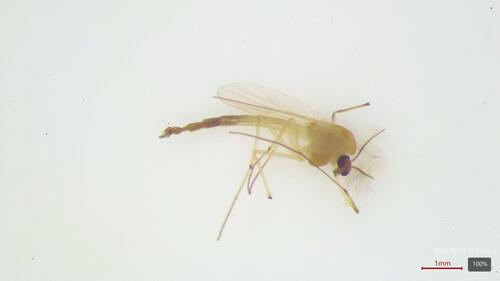 Dicrotendipes modestus