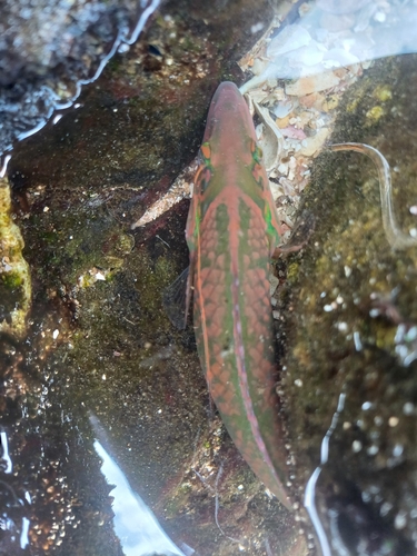 Halichoeres poeyi