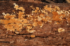 Botryobasidium simile