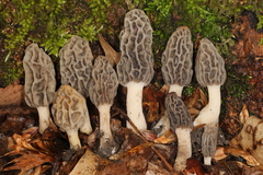 Morchella diminutiva