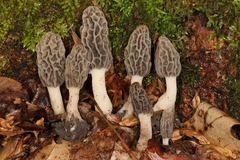 Morchella diminutiva