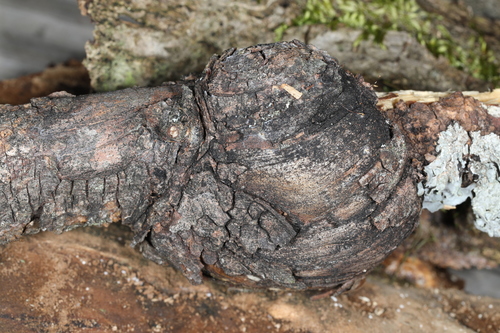 Cytospora kunzei observed 2019-04-27