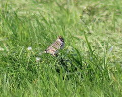 Passerculus sandwichensis alaudinus