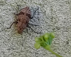 Pantomorus postfasciatus