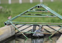 Passerculus sandwichensis alaudinus