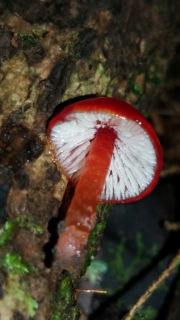 Hygrocybe minutula