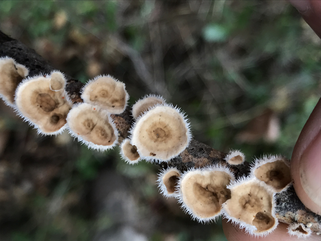 Stereum ochraceoflavum